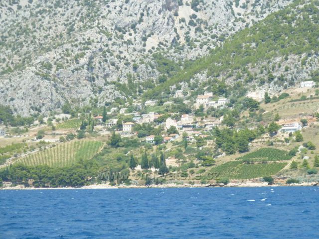 vinice na ostrově Brač