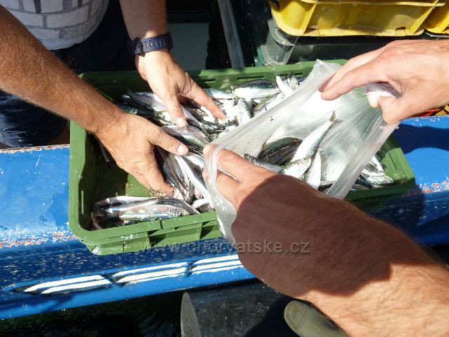 Milna, ostrov Brač, loď Adriatic Queen s bohatým úlovkem sardinek