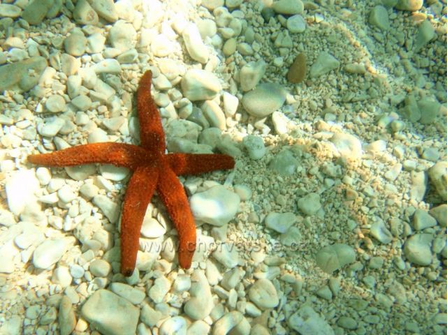 Mimice - podvodní Svět