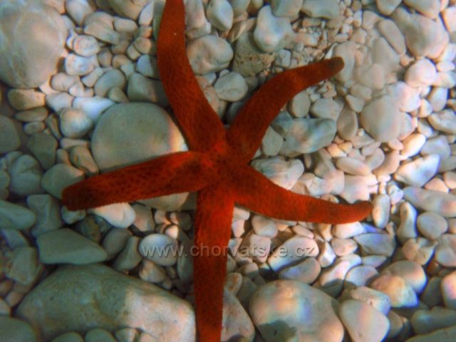 Mimice - podvodní Svět