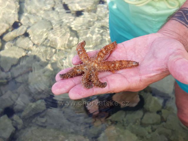 Návštěva u pláže