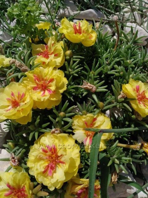 Jarní květy v Bibinje