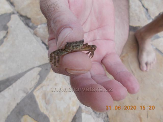 Malý krab vylezl z moře na Hvaru v Jelse