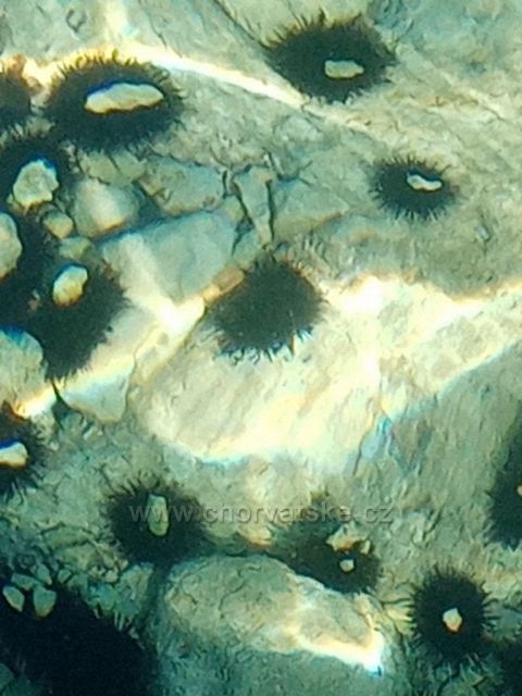 kolonie ježků v Kožinu 2