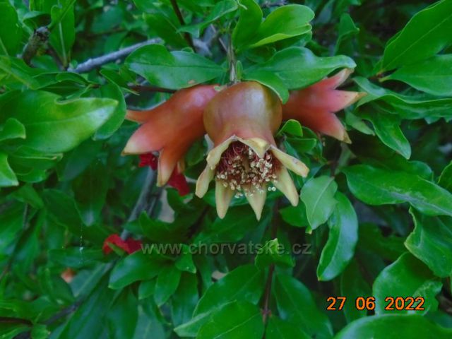 granátové jablko s květem