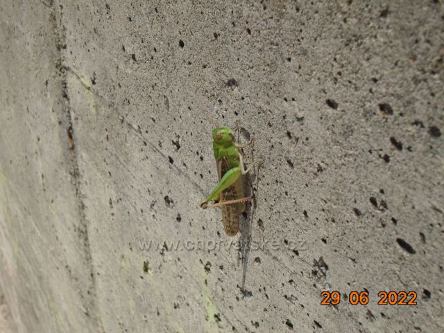 cikáda na zdi
