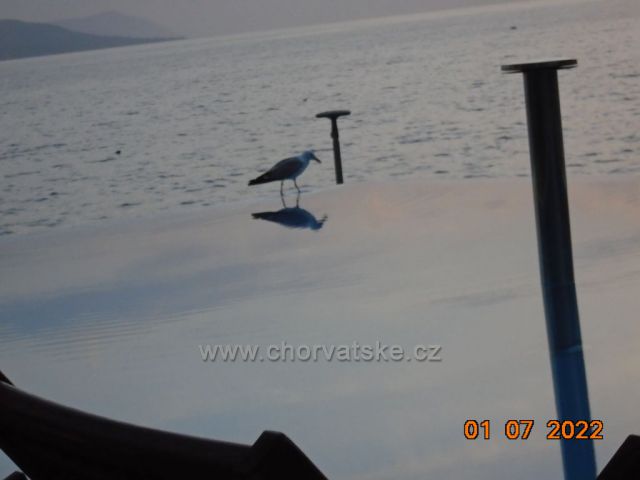 racek velký pije vodu z bazéna