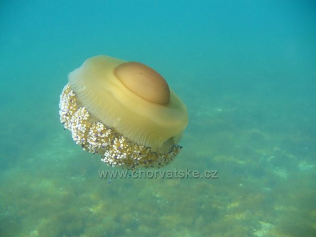 Kořenoůstka hrbolatá