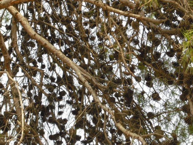 hnízdo šišek v Kaštelu Štafilič