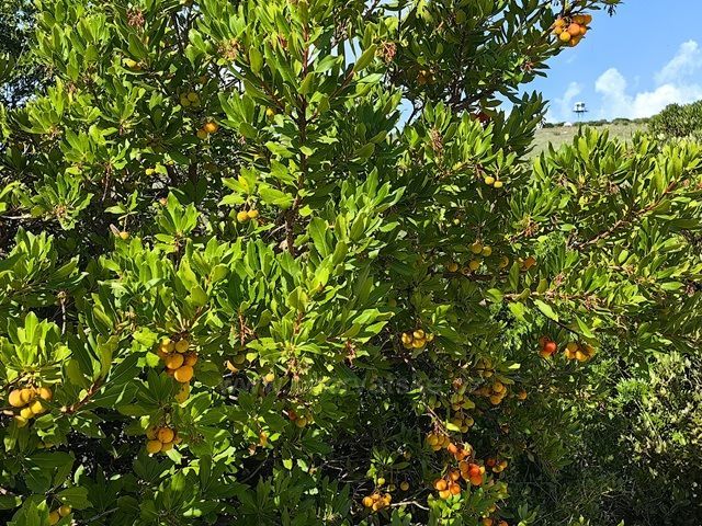 Cestou z výhliadky Crni krug.