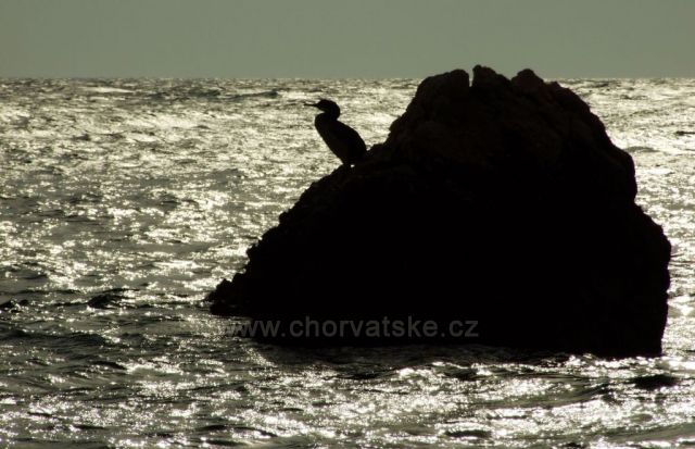 Kormorán na skalisku