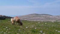 Ostrov Krk - Punat